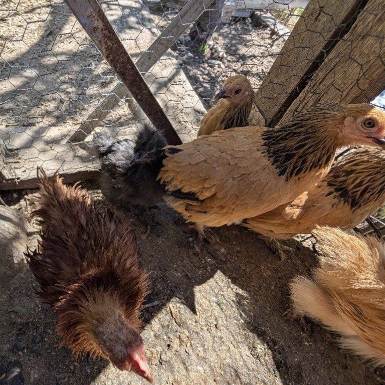 Young chickens