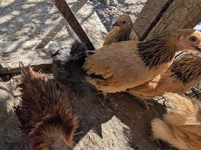Young chickens