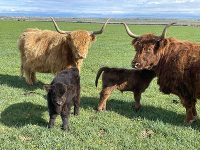 Scottish Highland Bull Calf
