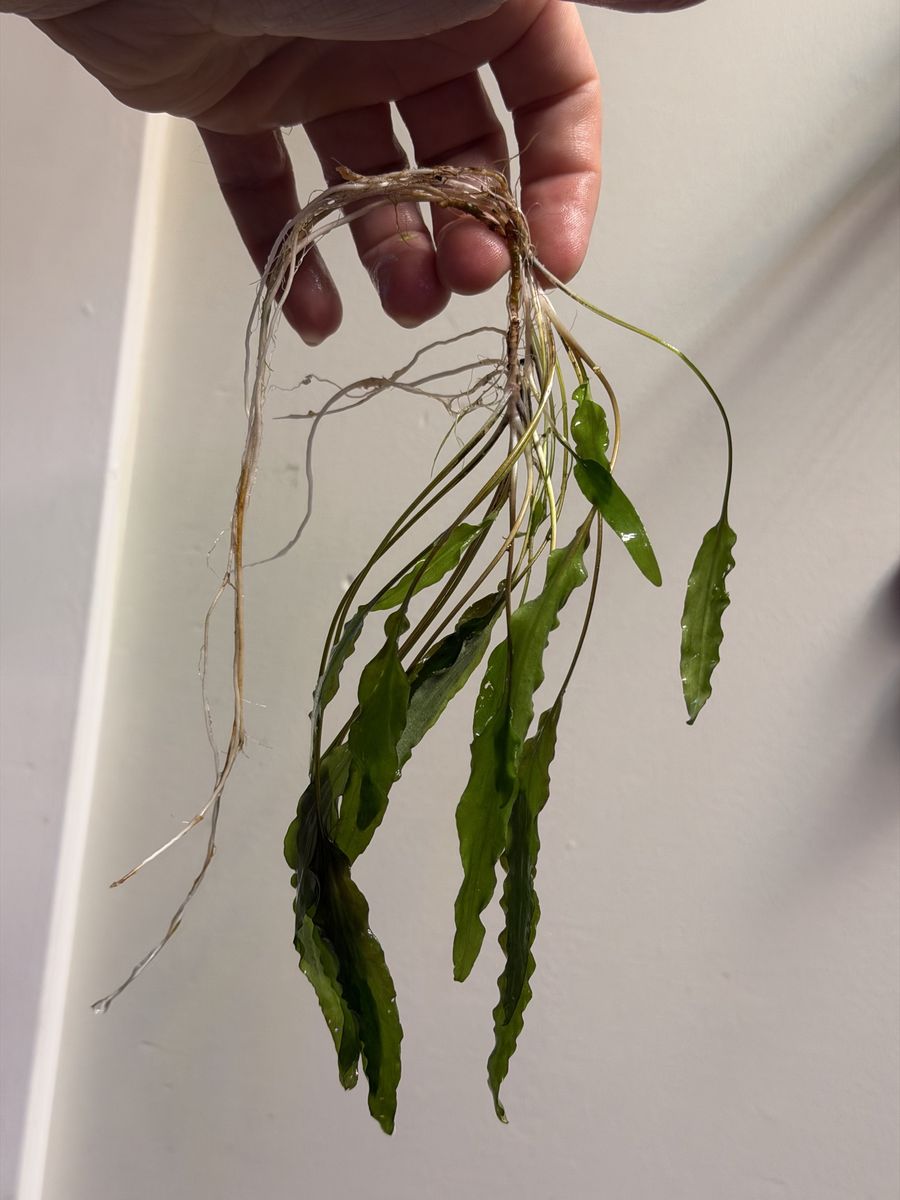 Live Aquarium Plant - Cryptocoryne Undulata Green with Roots