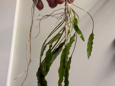 Live Aquarium Plant - Cryptocoryne Undulata Green with Roots
