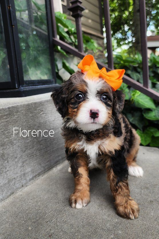 Mini Bernedoodle Female- Crate Trained Wavy Coat