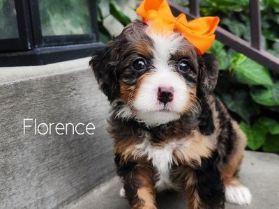 Mini Bernedoodle Female- Crate Trained Wavy Coat