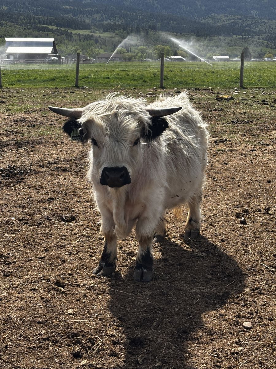 Mini/ Dwarf Highland Bull BREEDING SERVICES ONLY