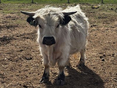Mini/ Dwarf Highland Bull BREEDING SERVICES ONLY