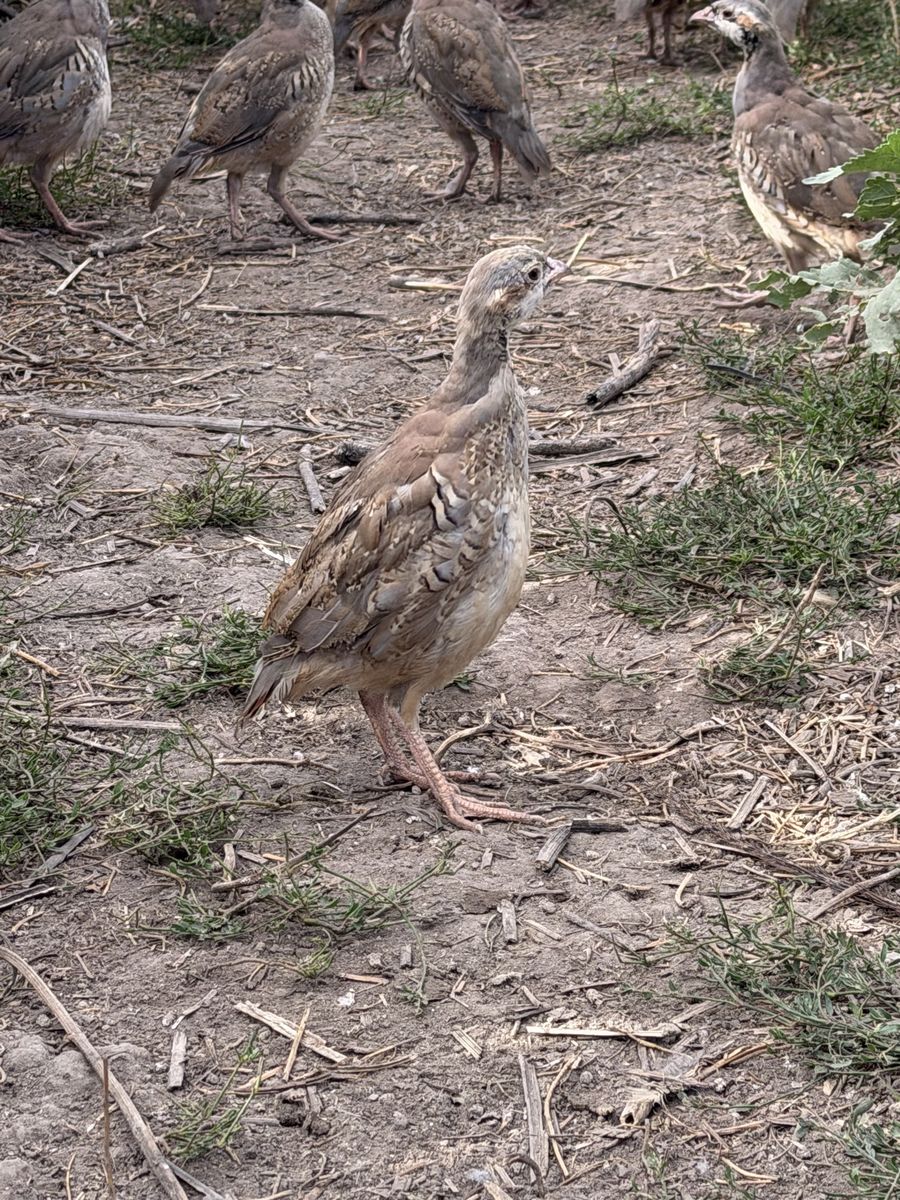 1000 Chukar For Sale - 11 Weeks Old