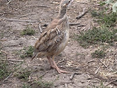 1000 Chukar For Sale - 11 Weeks Old