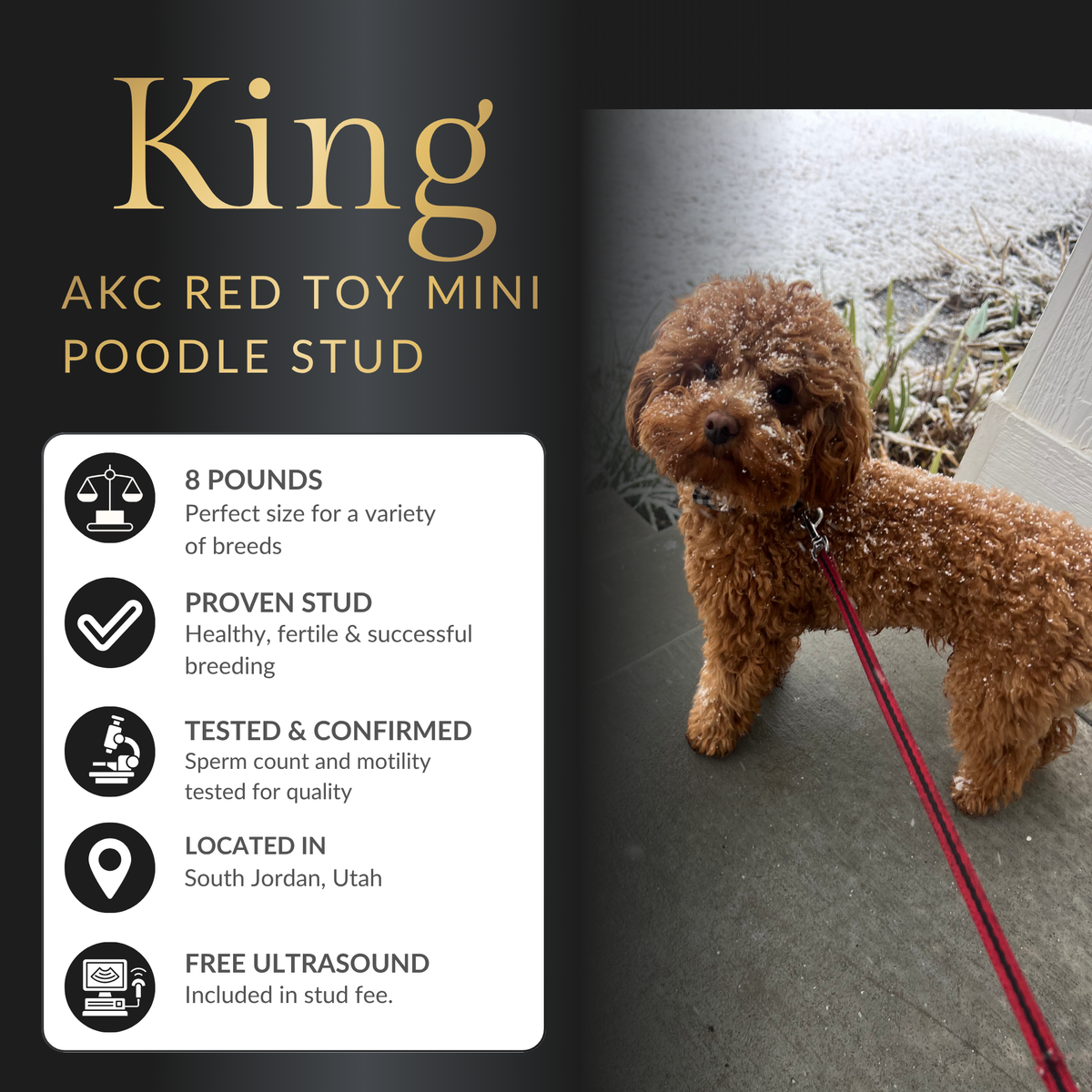 Apricot Toy Poodle Stud Service – Health Tested – Teddy Bear Puppies – Hypoallergenic
