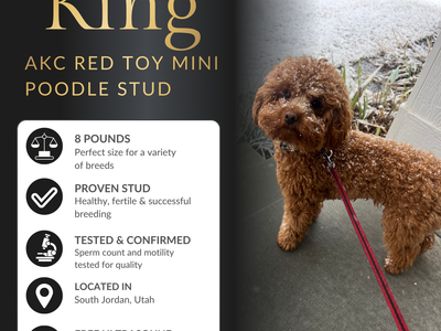 Apricot Toy Poodle Stud Service – Health Tested – Teddy Bear Puppies – Hypoallergenic