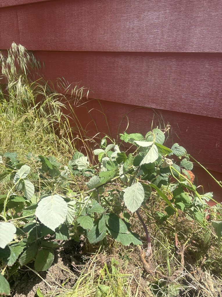 Himilayaian Black Berry Plants for Sale