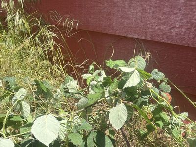 Himilayaian Black Berry Plants for Sale