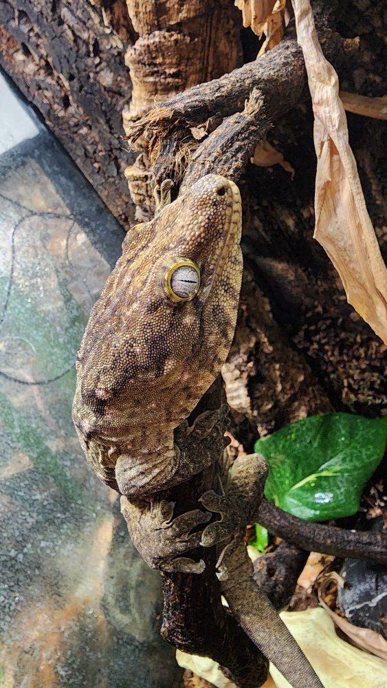 Healthy Leachianus Gecko (New Caledonian Giant Gecko) - Captive Bred