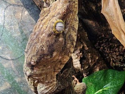 Healthy Leachianus Gecko (New Caledonian Giant Gecko) - Captive Bred