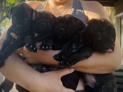 Cane corso puppies