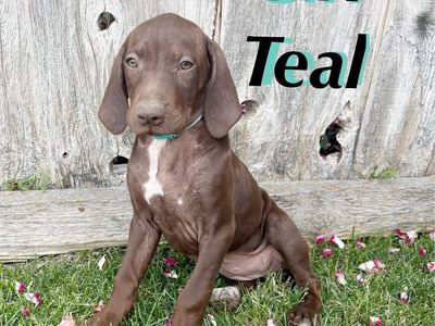 HUNTING DOGS- GSP / VIZSLA FEMALES!