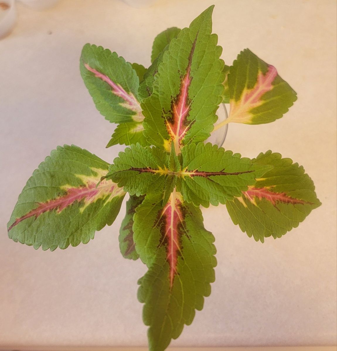 Coleus Cuttings