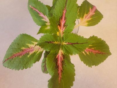 Coleus Cuttings