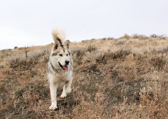 Alaskan Malamute