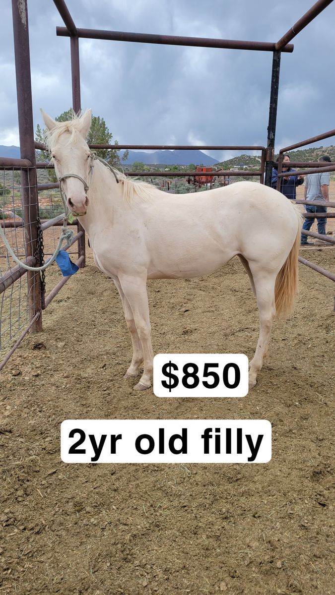2 yr old filly