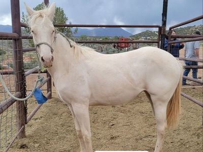 2 yr old filly
