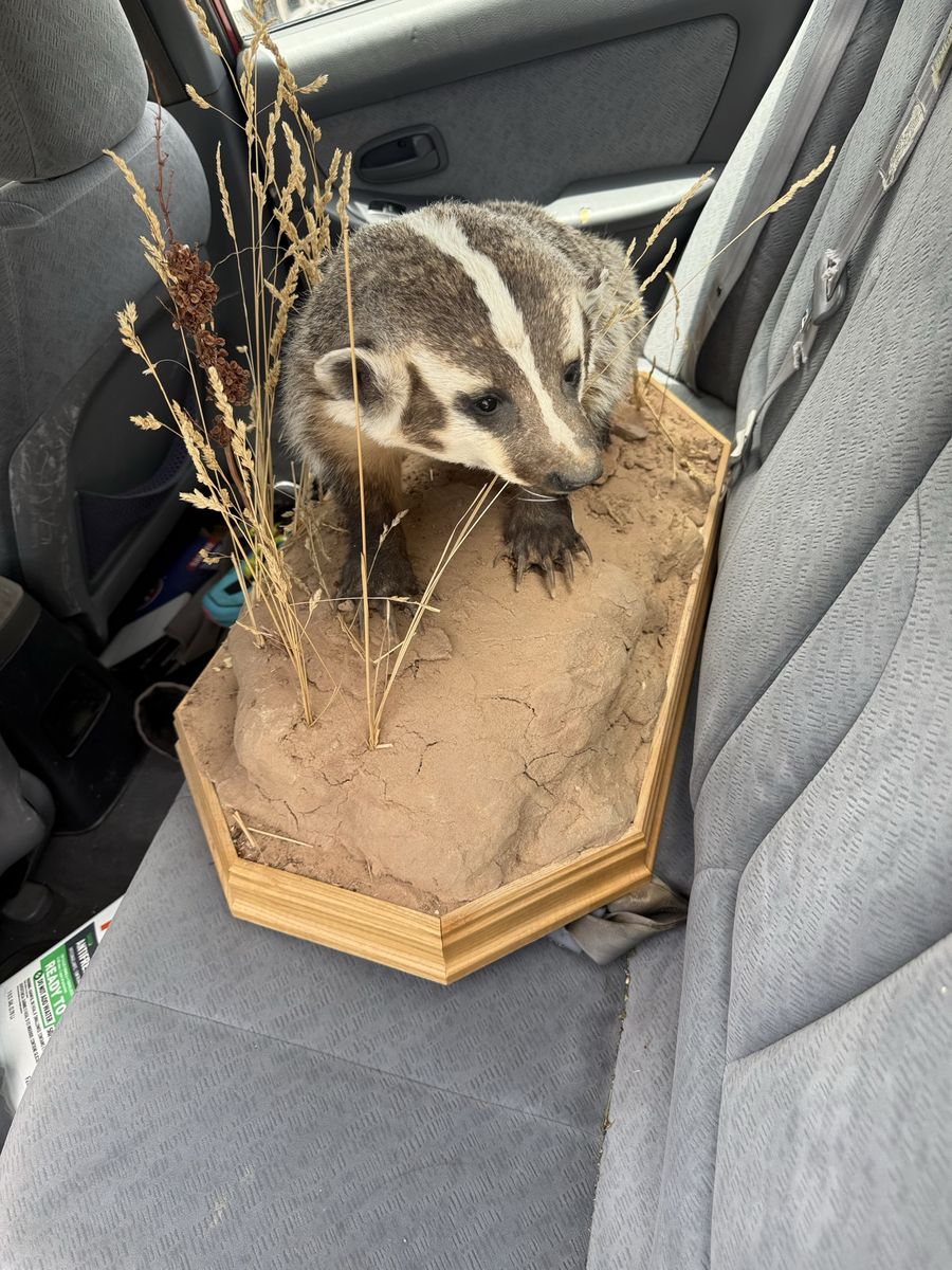 beautiful full-body badger taxidermy mount