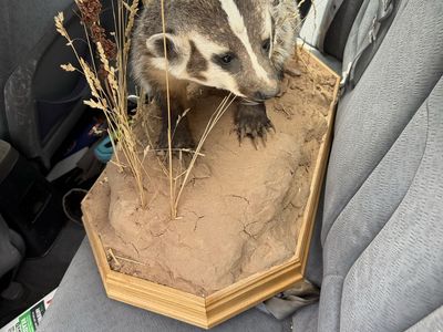 beautiful full-body badger taxidermy mount