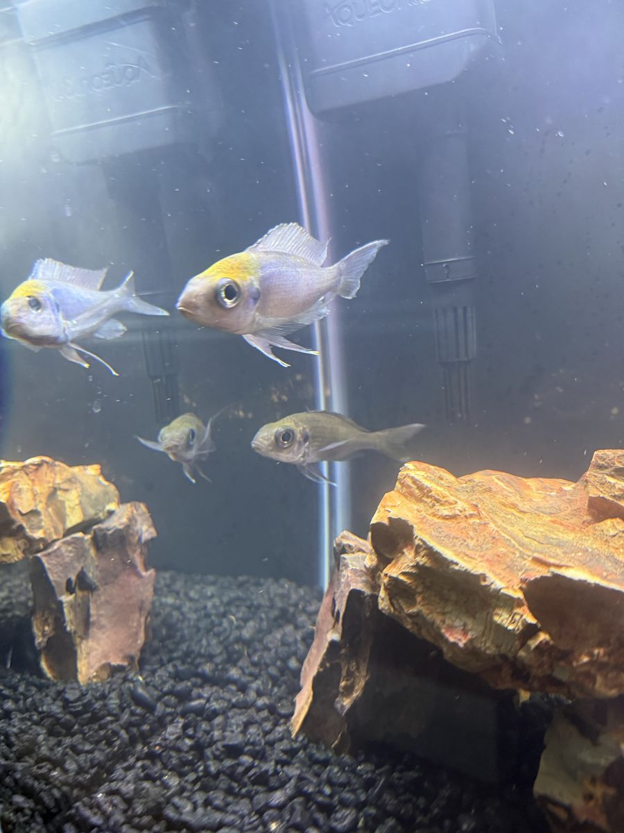 Orange Cap Ventralis Cichlid pair