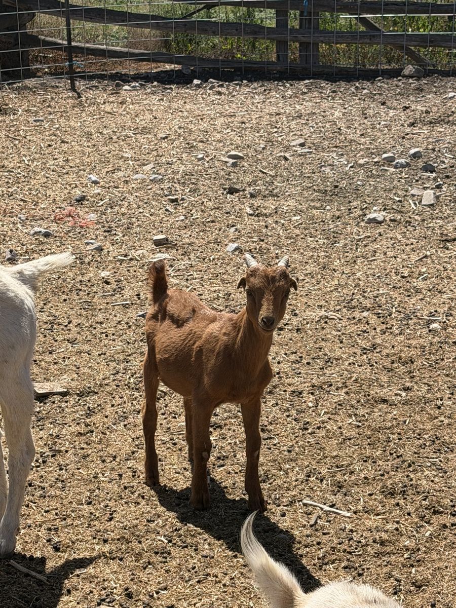 Young Brown Goat - Farm Raised Livestock