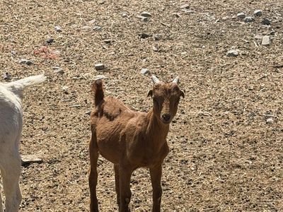 Young Brown Goat - Farm Raised Livestock