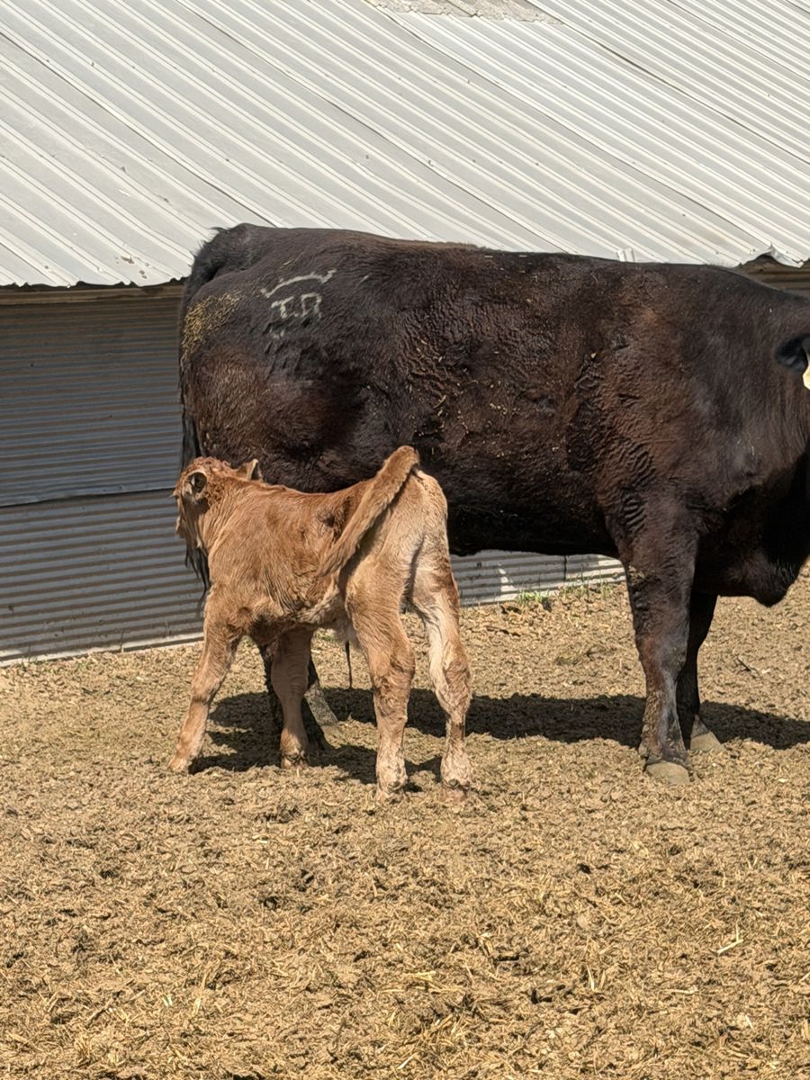 Bull Bottle calf