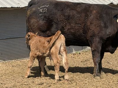 Bull Bottle calf