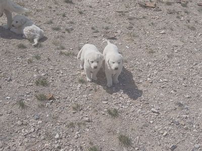 Pyrenees Puppies