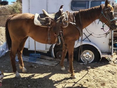 Perfect 1st horse