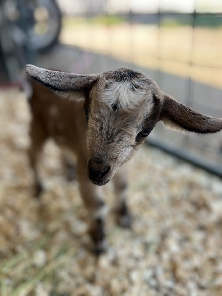 Pygmy Goat Plus 2 Kids