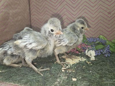 Silver Laced Polish Chicks