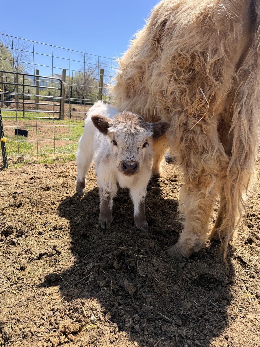 Mini bull calf