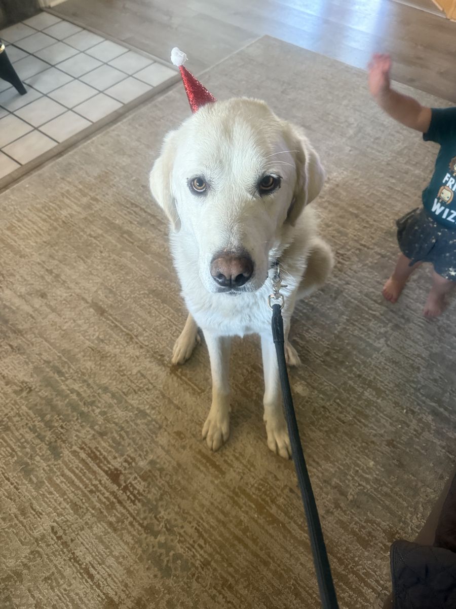 Great Pyrenees neutered Male 3.5 Years