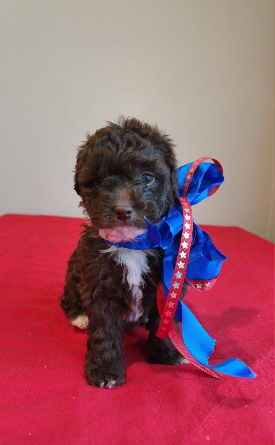Beautiful mini F1bb cavapoos