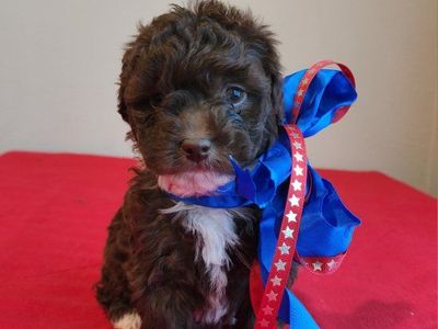 Beautiful mini F1bb cavapoos