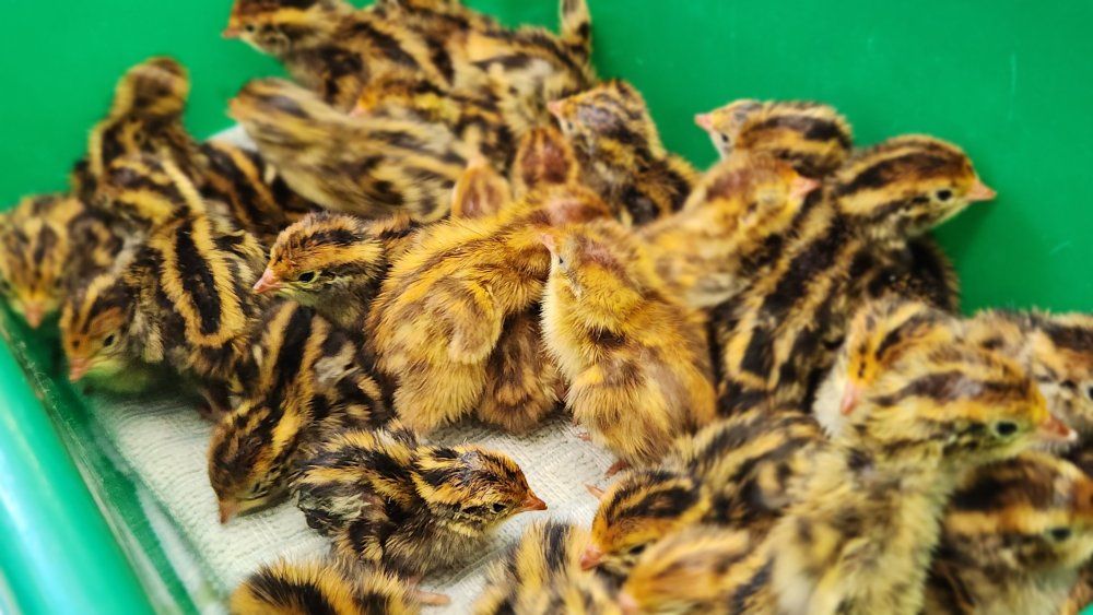 Jumbo Egyptian Coturnix Quail Chicks – $3 Each