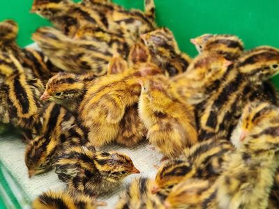 Jumbo Egyptian Coturnix Quail Chicks – $3 Each