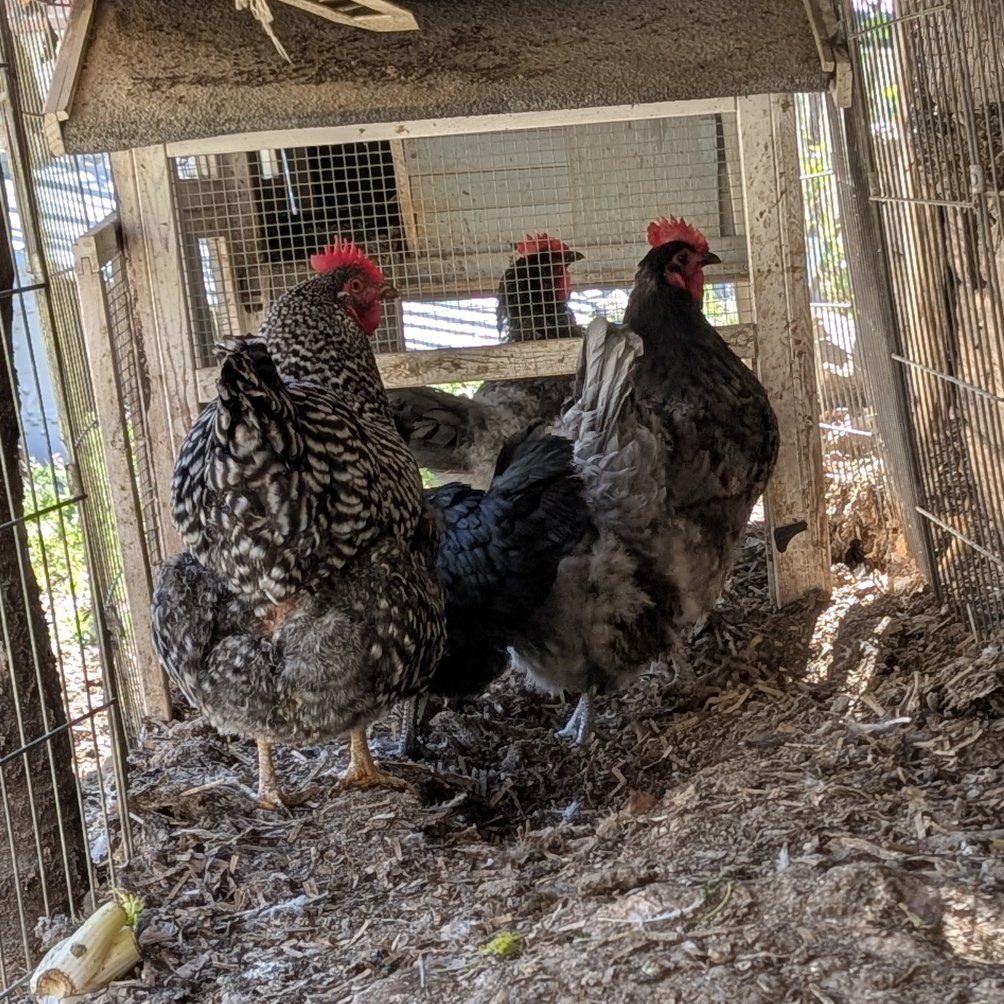 Variety of very prolific young laying hens