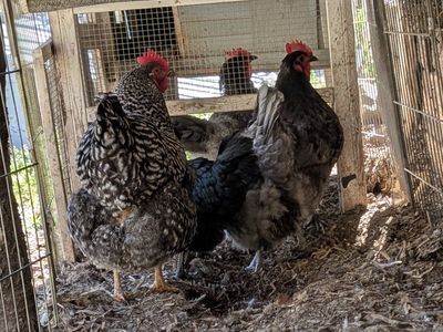 Variety of very prolific young laying hens