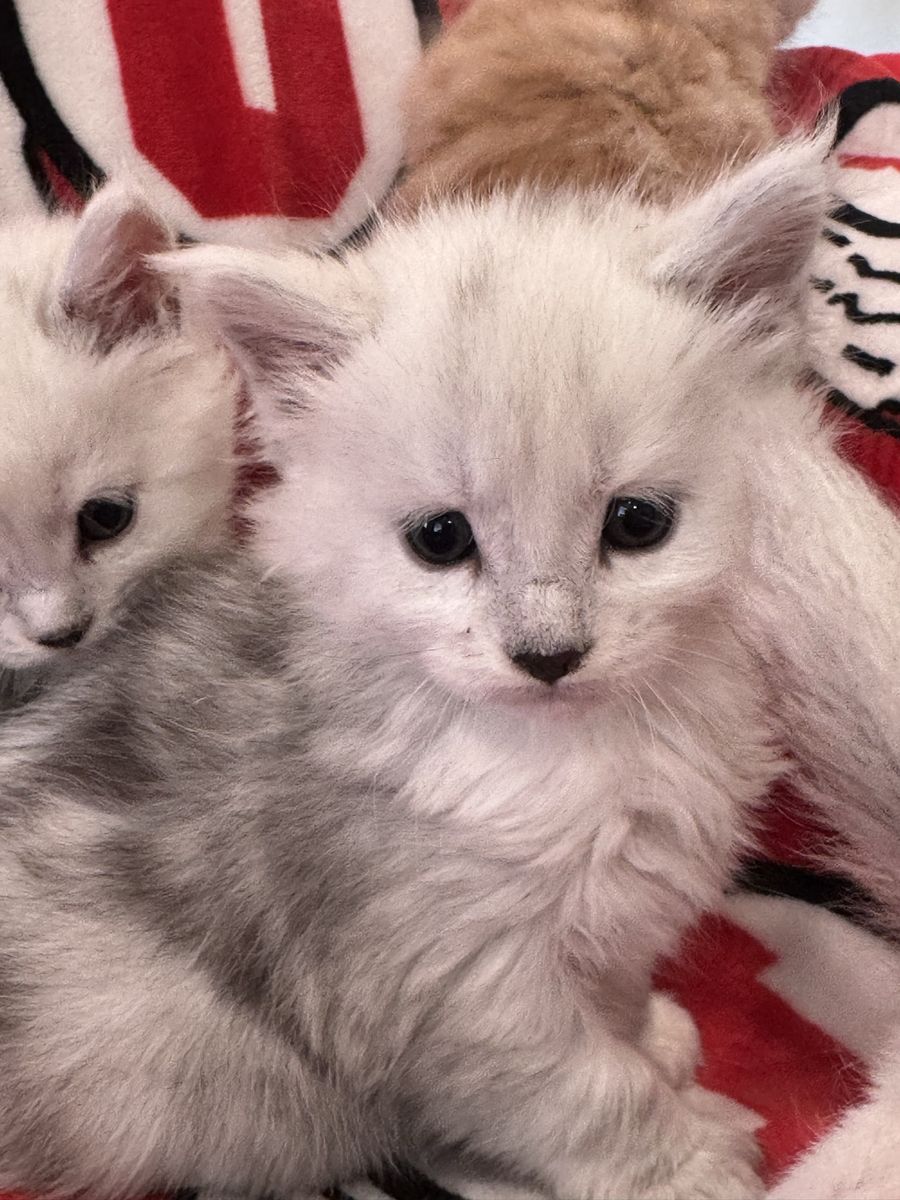 Mainecoon Kittens