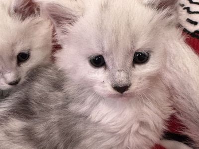 Mainecoon Kittens