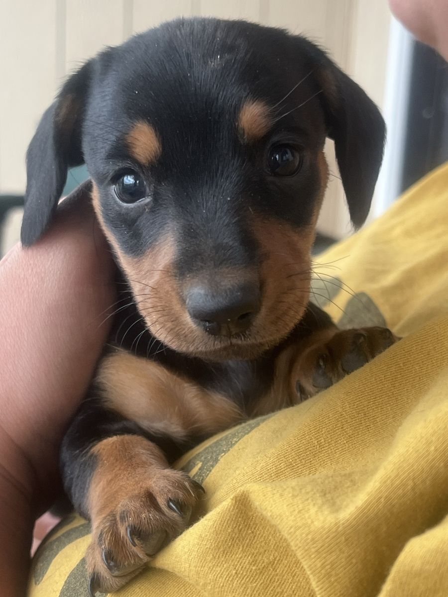 mini Dachshund puppies