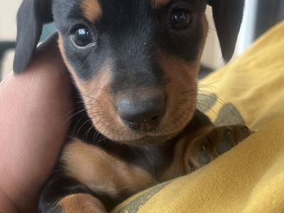 mini Dachshund puppies