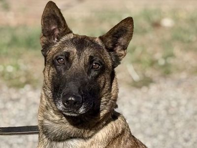 Pax Established Trained Male Mal Elevated K9 Working Dog Rescue
