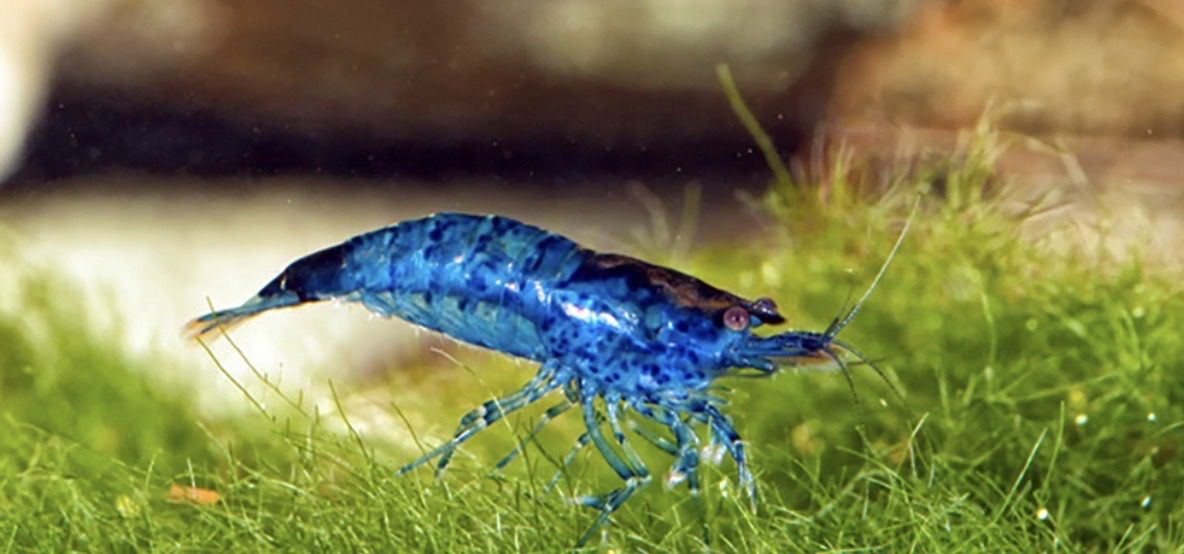 Blue shrimp 