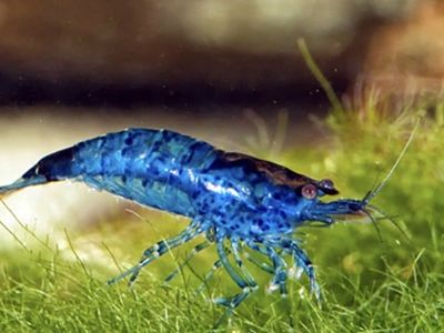 Blue shrimp